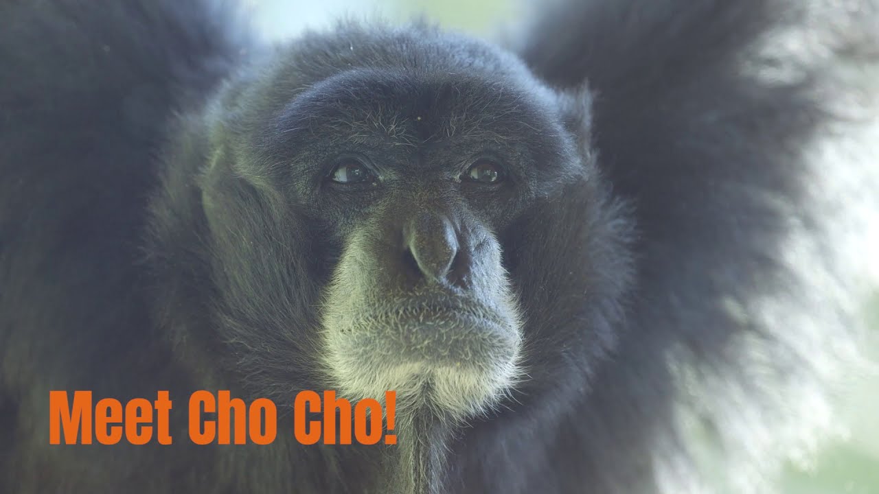 Cho Cho, likely oldest siamang in the world