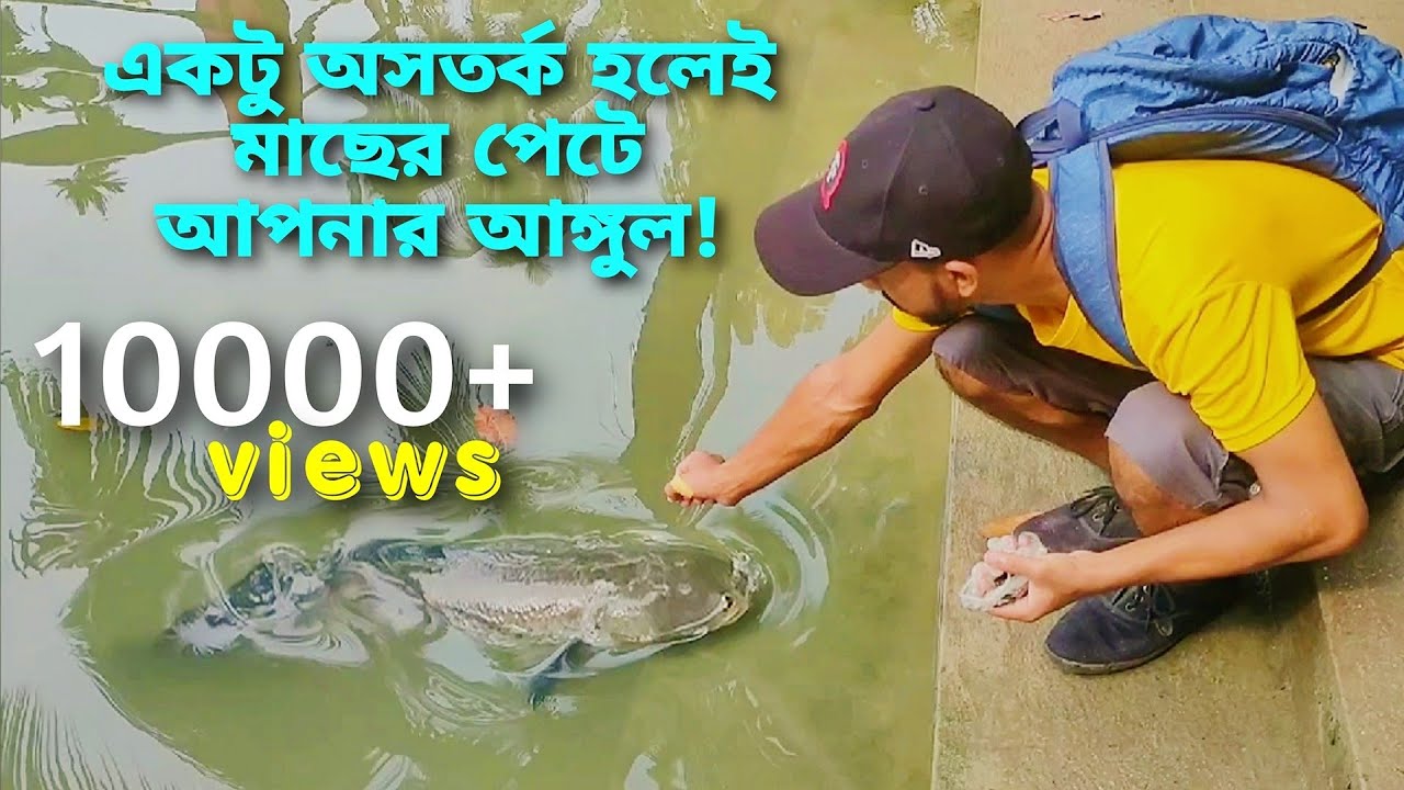 হযরত শাহজালাল মাজারের গজারমাছ || শত বছরের পুরনো গজার মাছের পুকুর গৌরনদীর ধানডোবা গ্রামে || গজার মাছ