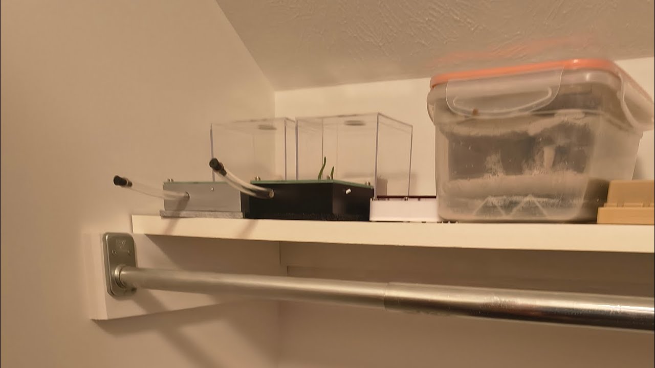 All my nests for my ants 