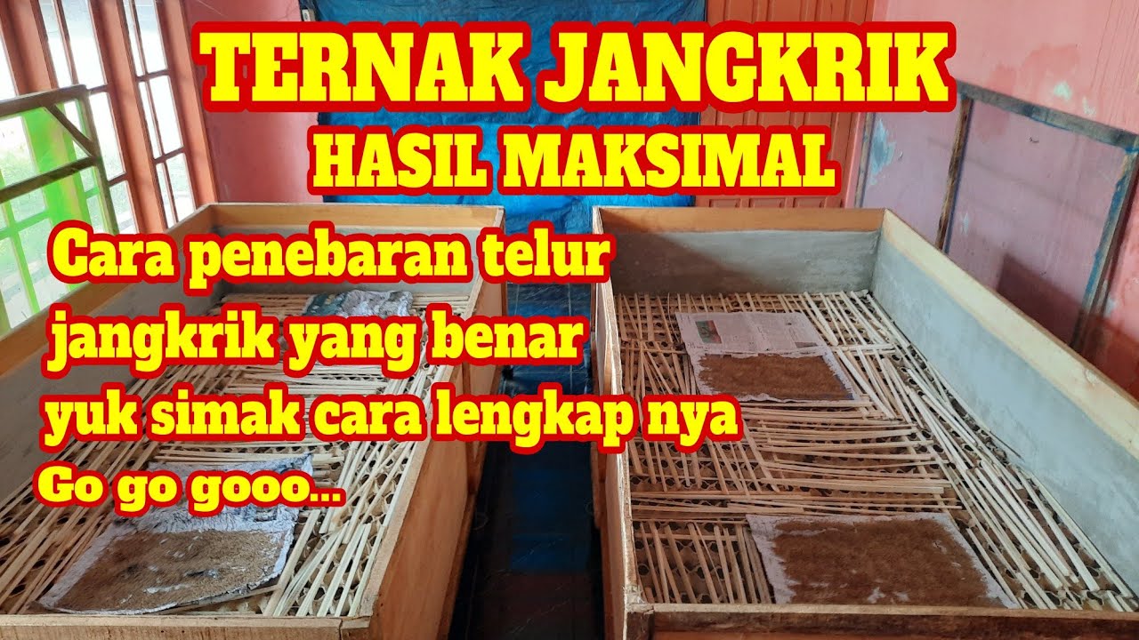 Cara ternak jangkrik bagi pemula ||cara budidaya jangkrik || ternak jangkrik dari telur