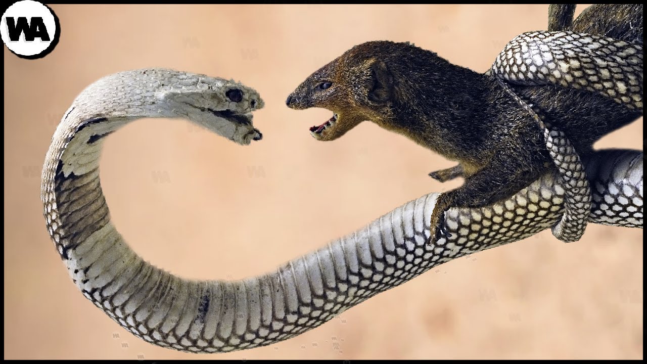 Even King Cobra Is Afraid of This Snake Killer