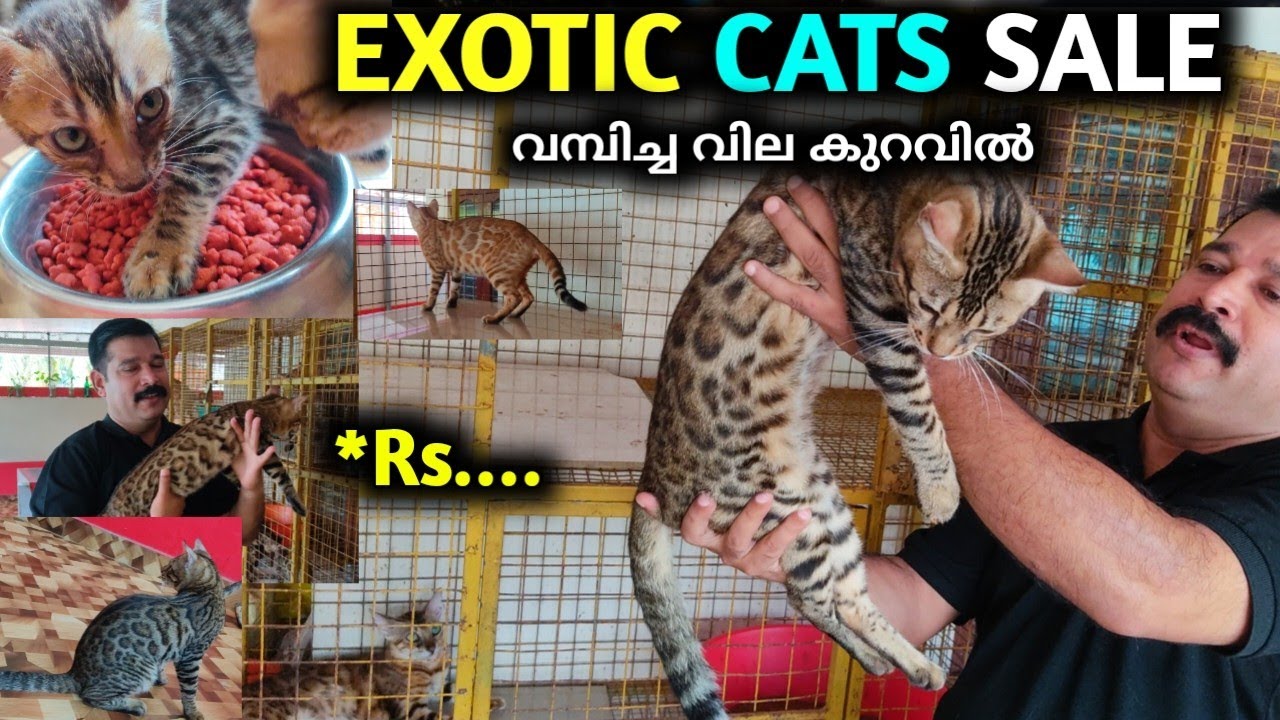 🐈Bengal Cat ഇത്രയും വില കുറവിലോ 😱 Bengal Cat Cheap Rate