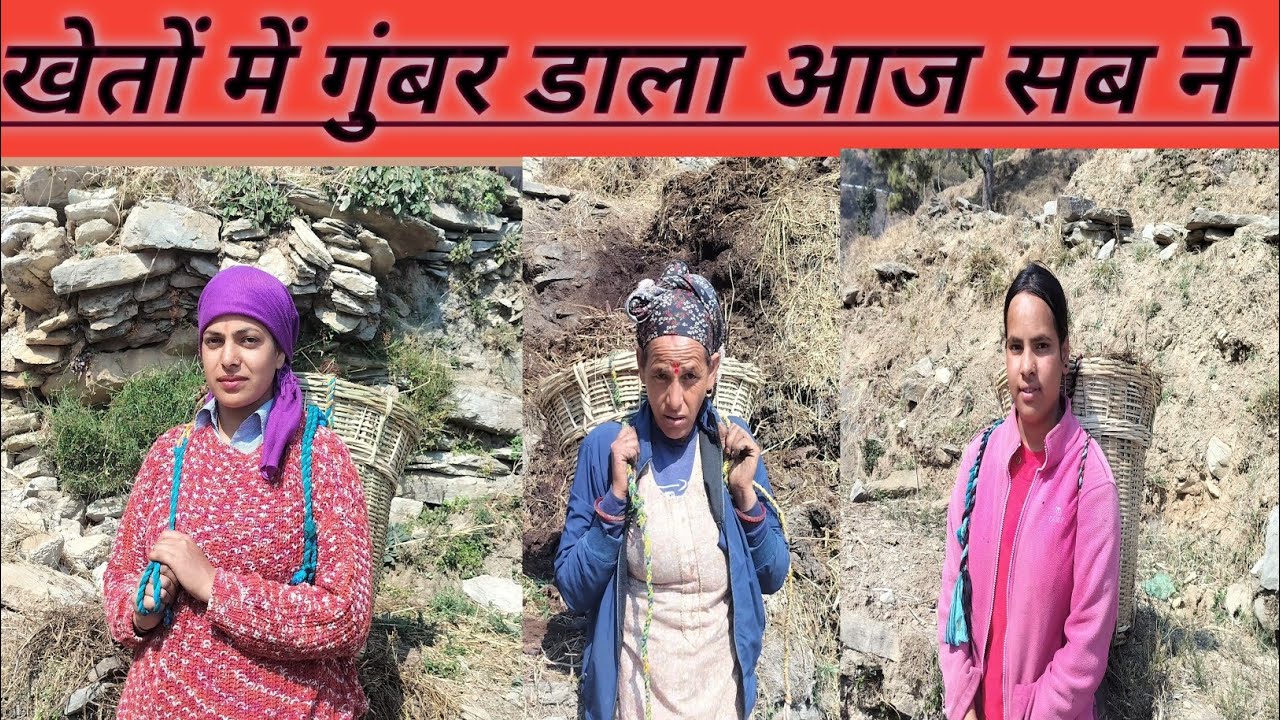 सब लोगों ने मिलकर गोबर डाल आज।। Pahadi lifestyle blog