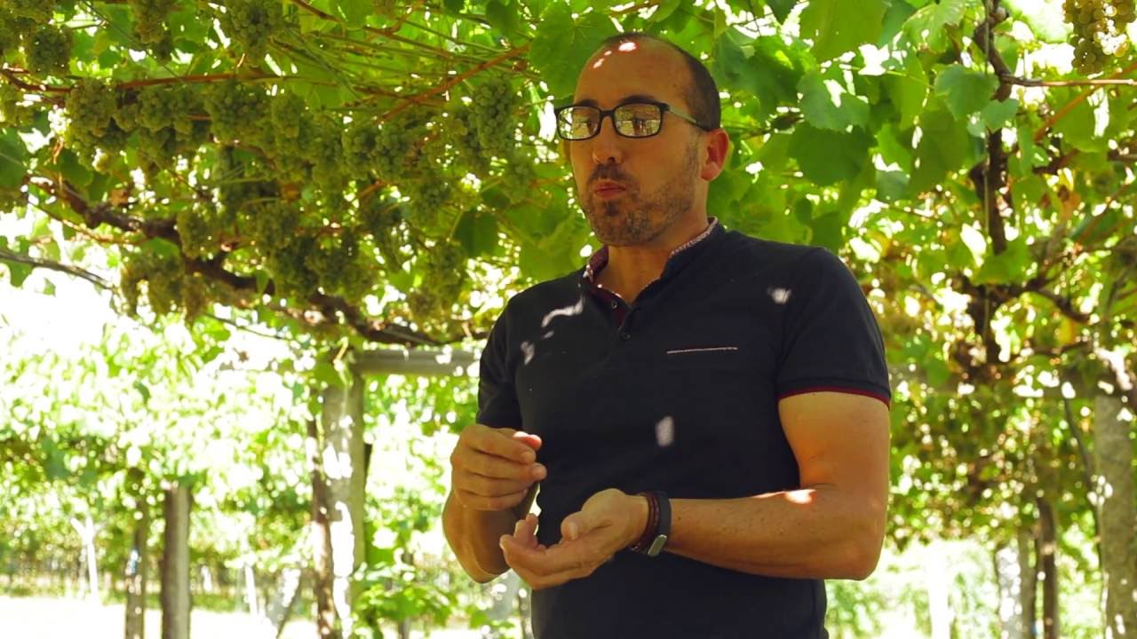 Cata de uvas con Miguel Tubío