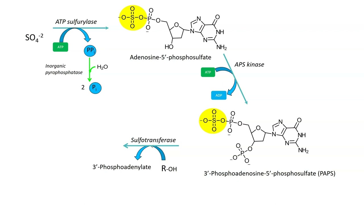 Sulfur metabolism and uptake