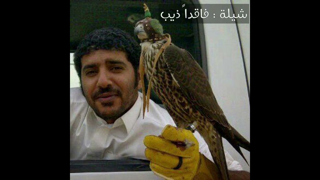 شيلة فاقداً ذيب | كلمات صدام سعد كده | المنشد : الوليد آل عامر #الوليد_ال_عامر