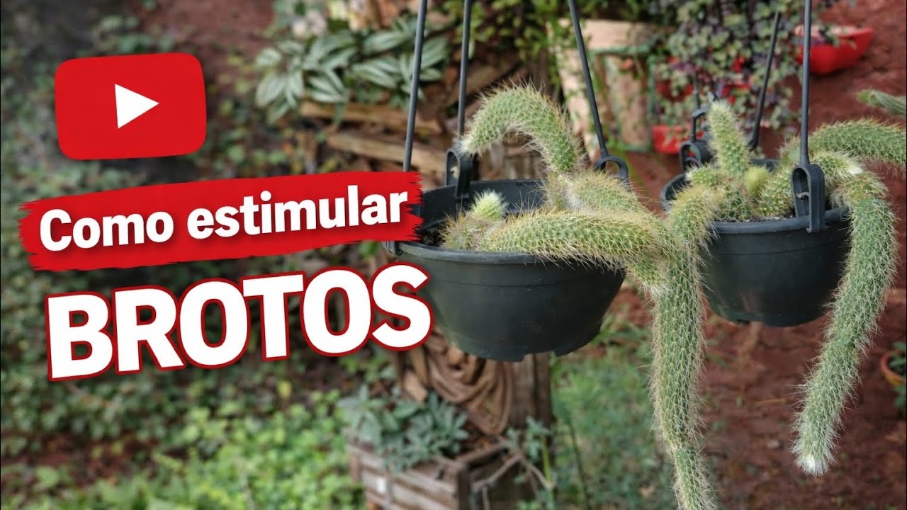 Pouca gente sabe, mas isso faz o cacto Rabo de Macaco dar broto. 🌱🌵