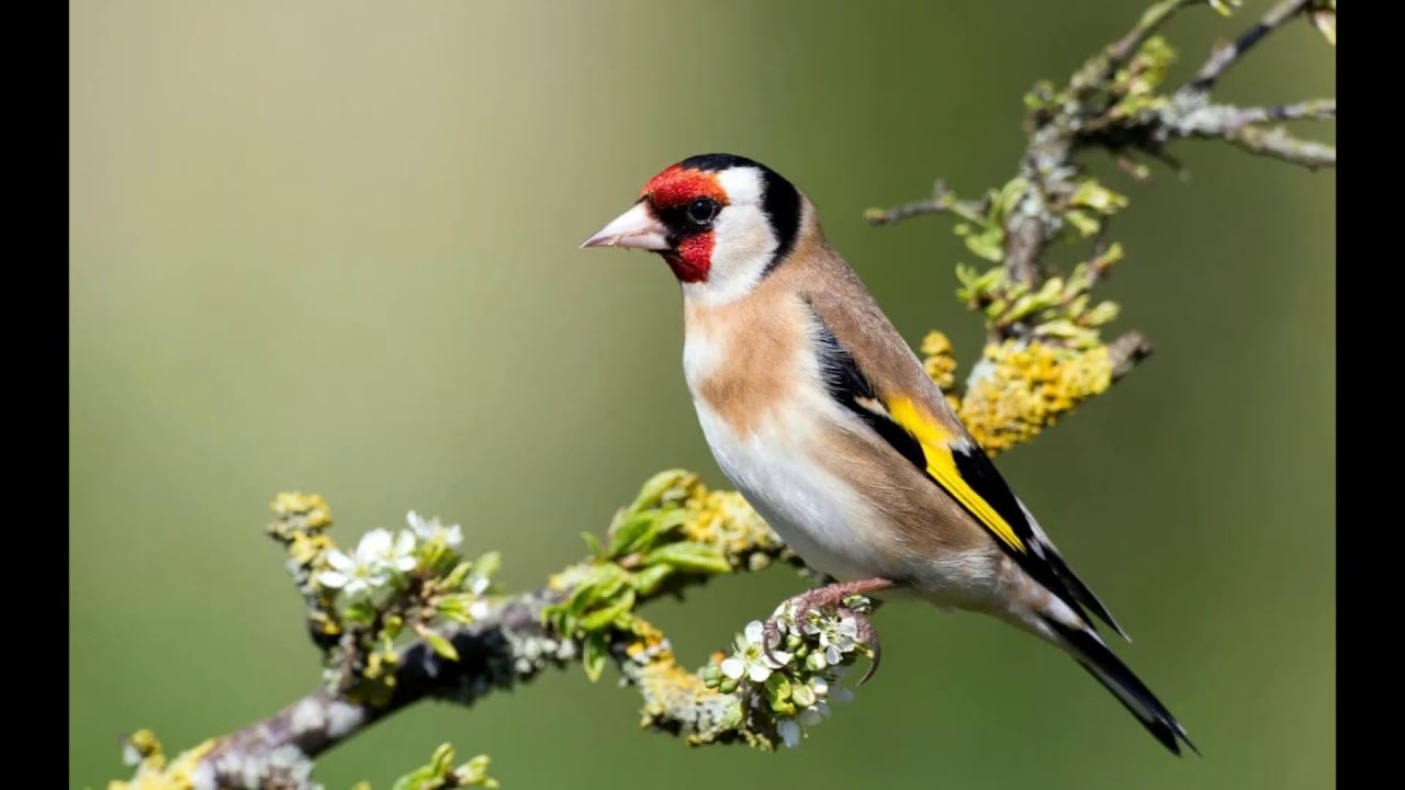 Lu Cardellicchio