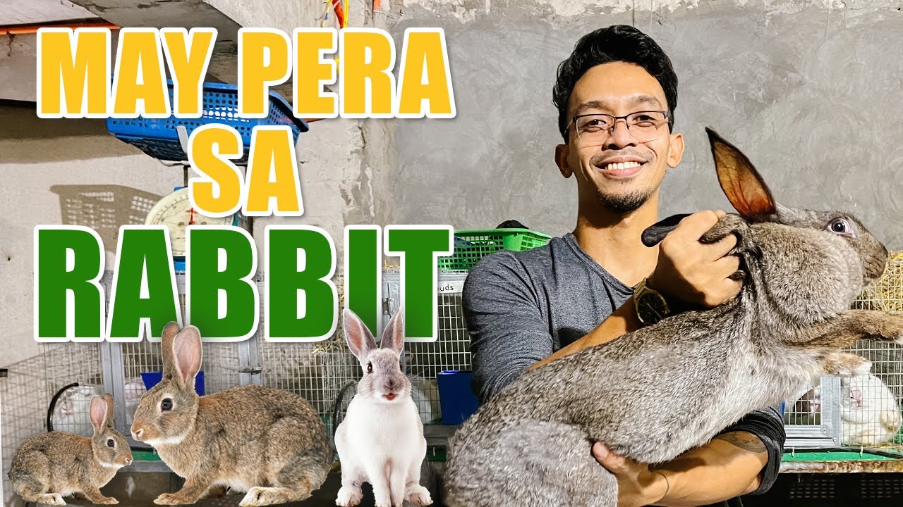 AMAZING RABBIT FARMING | MAY PERA SA RABBIT FARMING AND RAISING: A SUCCESS STORY OF ZION RABBITRY