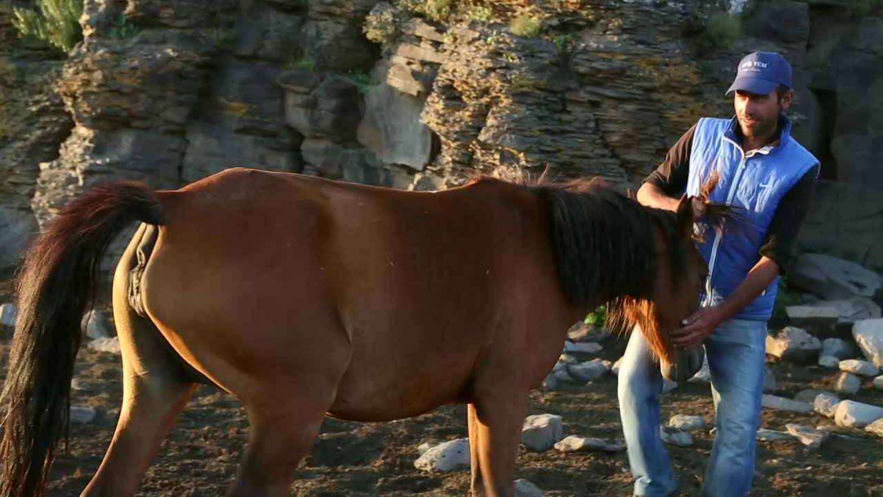 Atlar Kars, Ağrı, At çobanları, Kars Digor