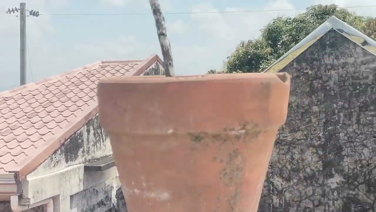 Mabilisang pagaani NG palay ngaun