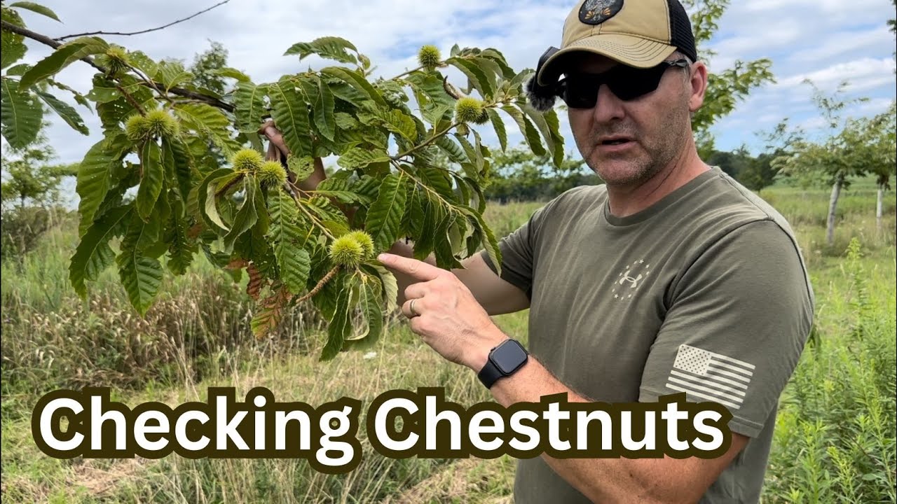 Chestnut Orchard Update - Crop is Looking Pretty Good