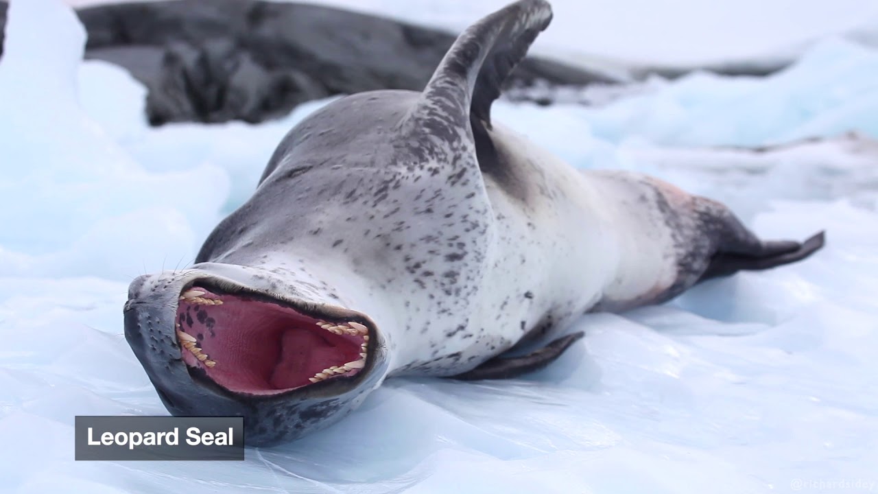 Species of Antarctica