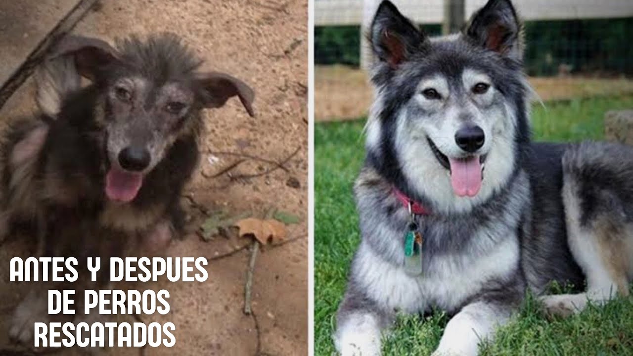 Antes y despu&eacute;s de perros rescatados.