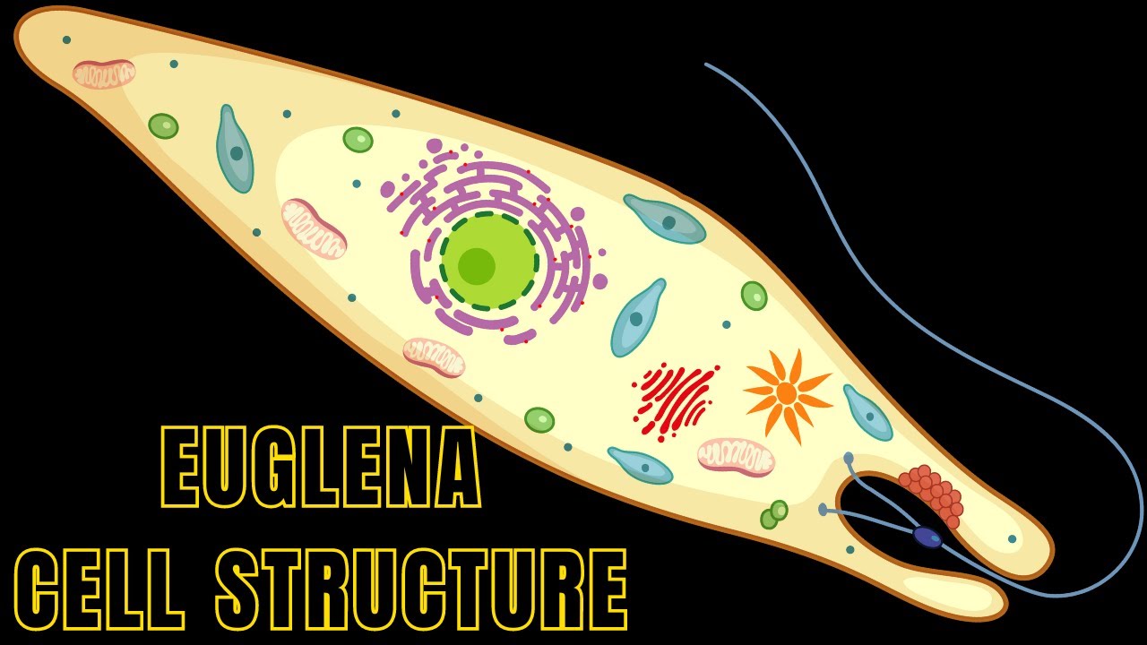 Структура и функции клеток эвглены | Эвглена под микроскопом #biologyexams4u #euglena