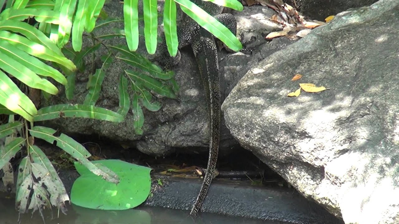 По паркам Бангкока. The parks in Bangkok
