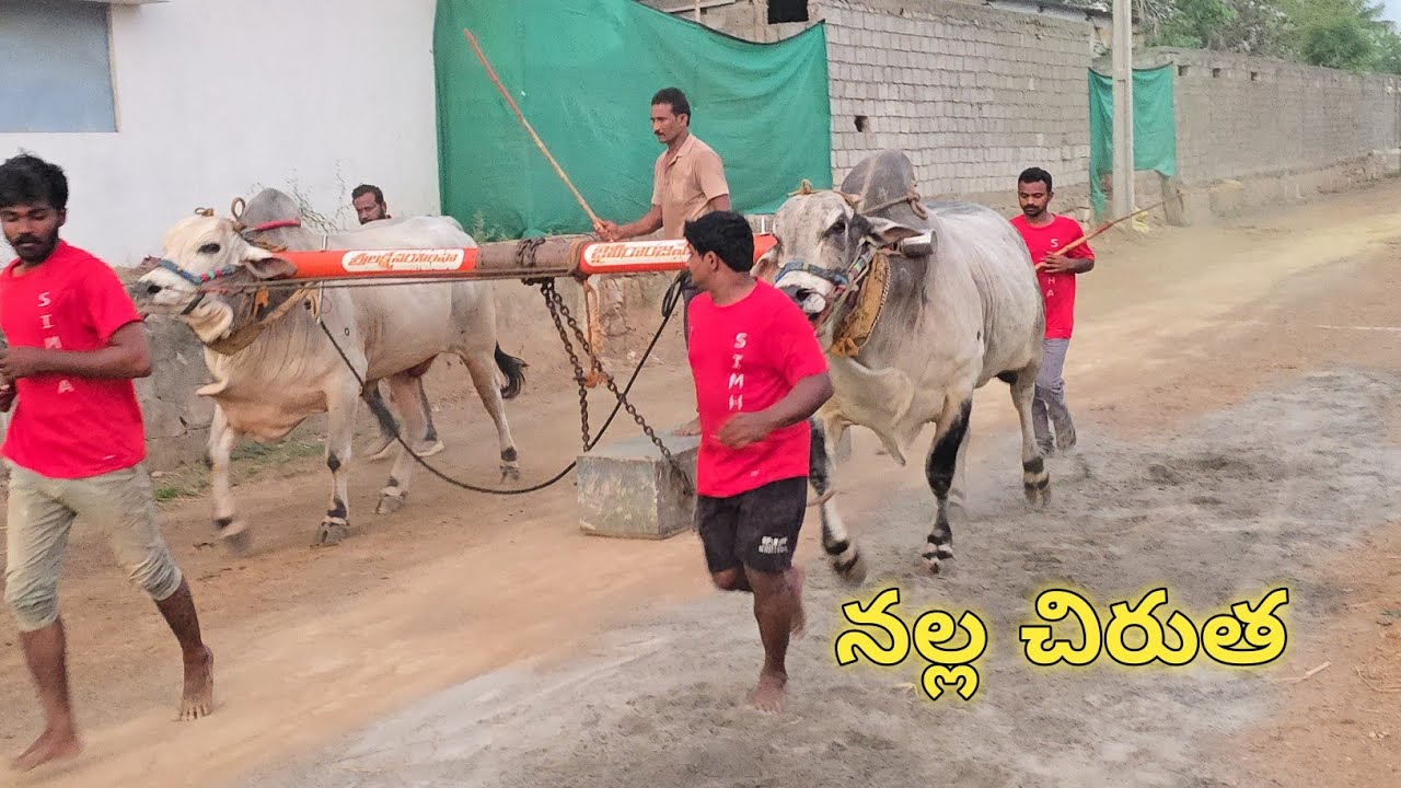 Kasanneni Raja Chowdary Gari Upcoming New category Bulls beta video