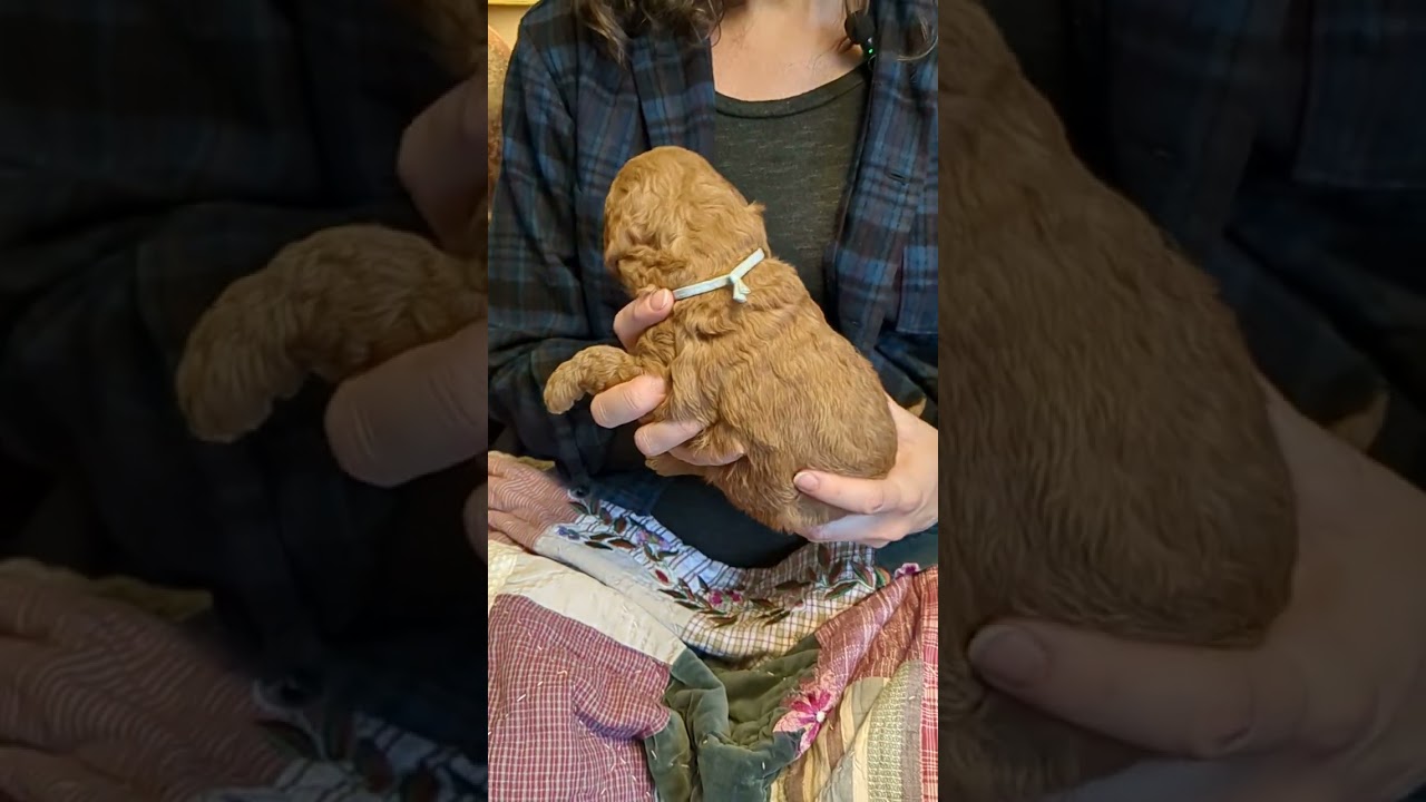 Baby Mini Goldendoodles - 3 Weeks Old!!