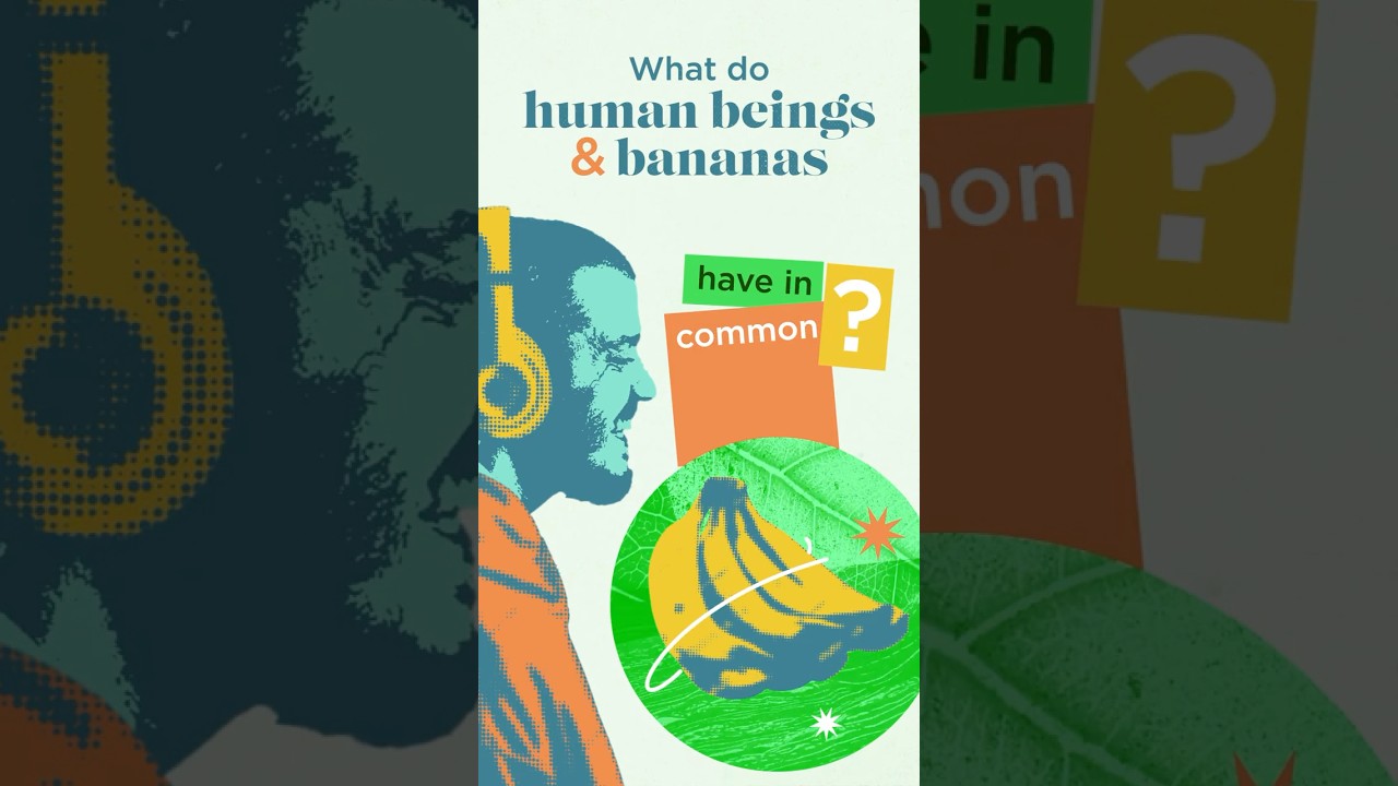 How much DNA do humans share with bananas? 🍌🧬