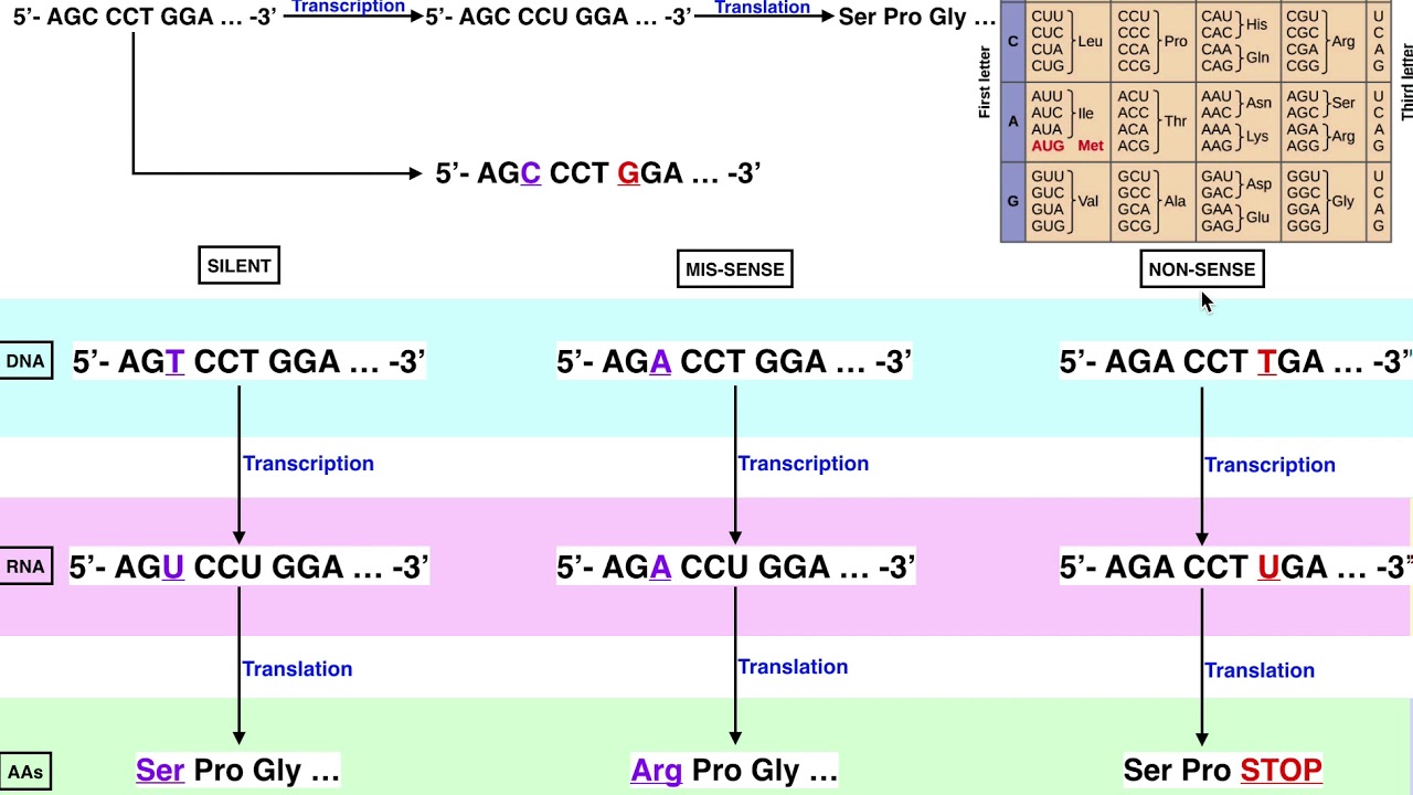 Genetics | A Comparison of Silent, Mis-sense, & Non-sense Mutations