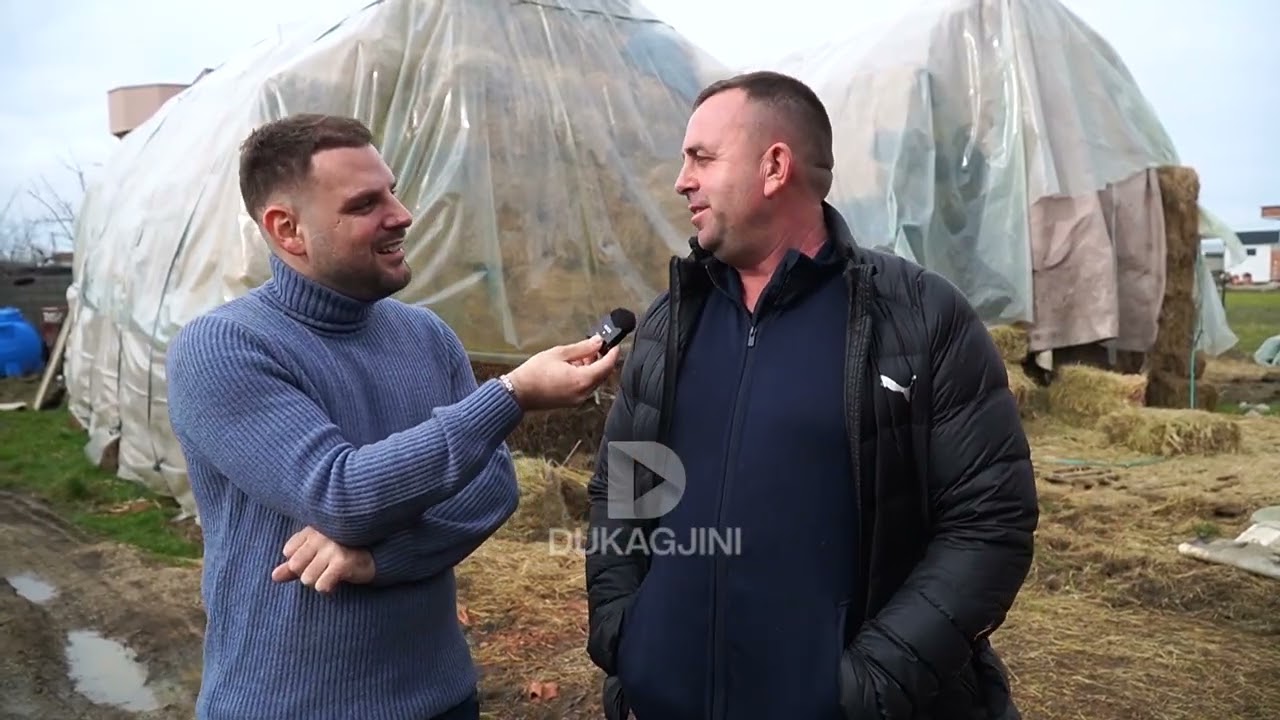 “Më dhimen valla kur  ta shes” // Artani flet për lidhjen e tij të ngushtë me lopët e tij.