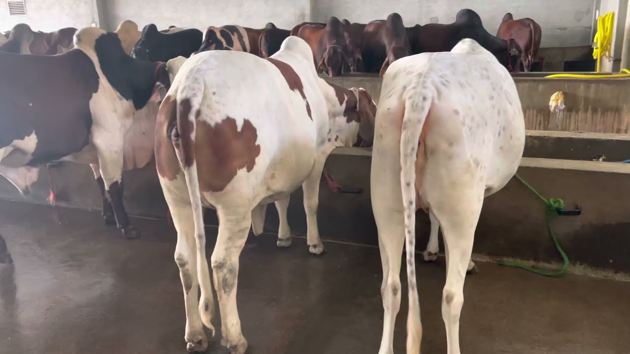 Icc Bachray Cattle farm Peshawar 2021/2022