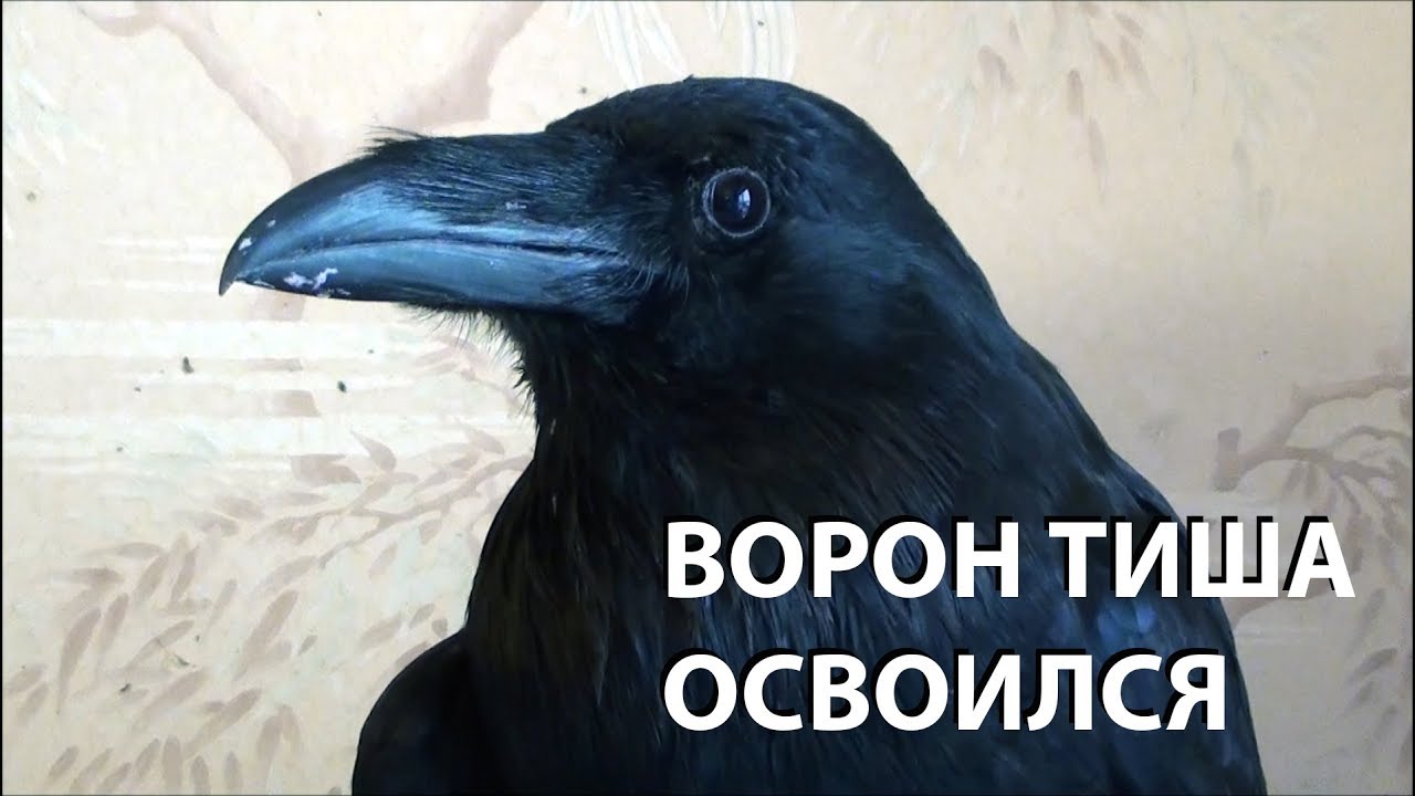 Ворон Тиша освоился