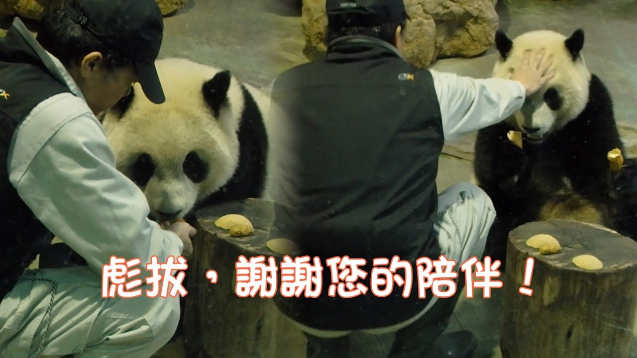 2015感恩彪拔團隊們，對 小圓仔的細心照養，堪比姜爺爺！20250622