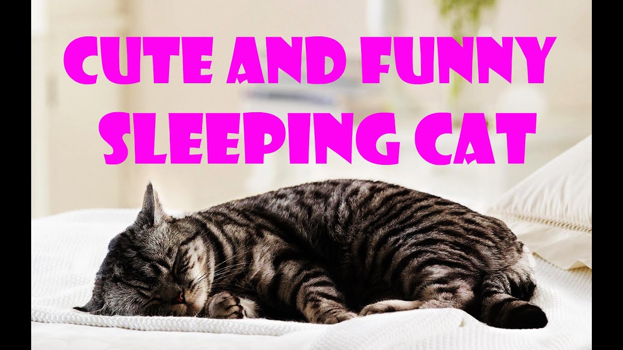 Funny cat video - Funny and cute sleeping cat Compilation 2016 new