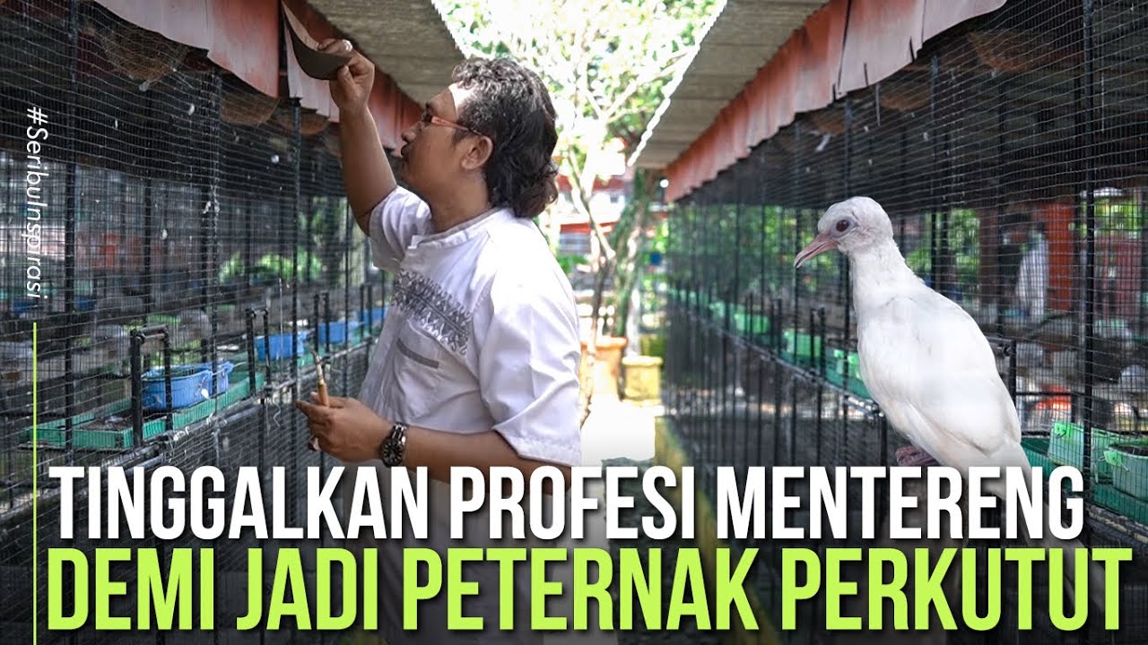 Ternak Perkutut Warna Cuan Terus Seperti Mesin ATM,Dari 2 Kandang Jadi 700 Kandang