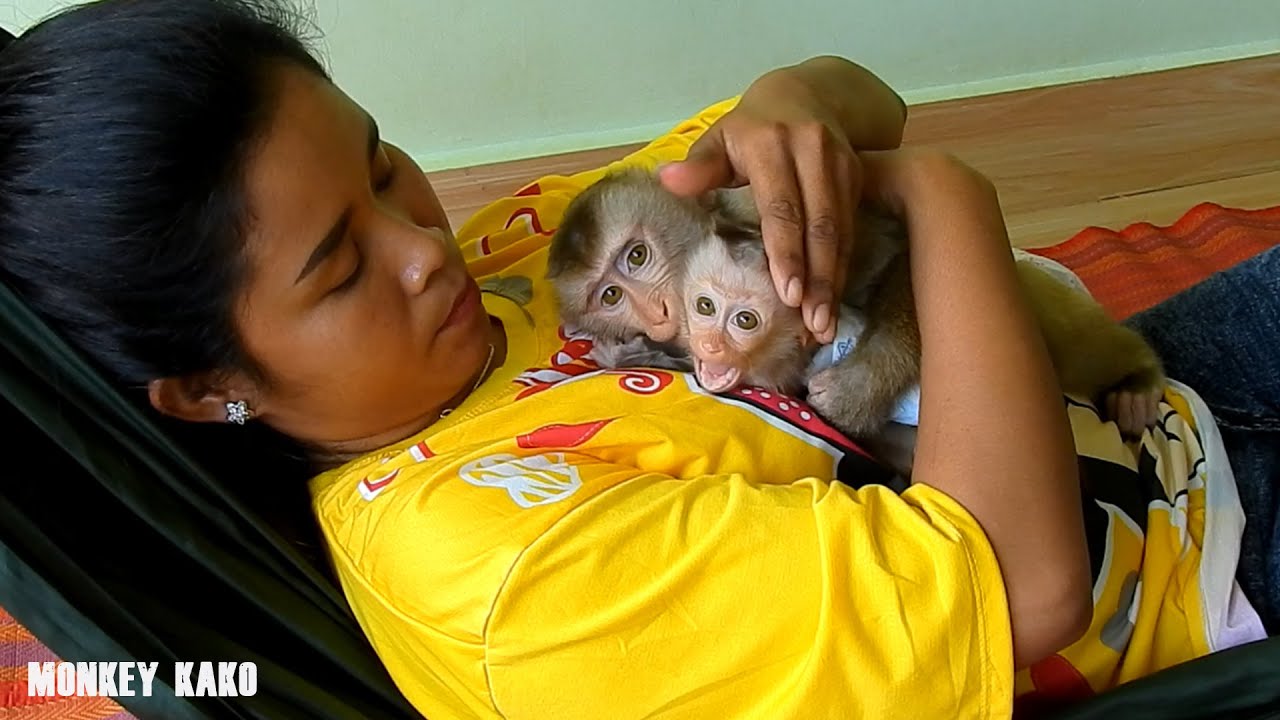 Mom Take Care Monkey Kako Sleep On Hammock But Tiny Nina Disturb And Call Him Play Together