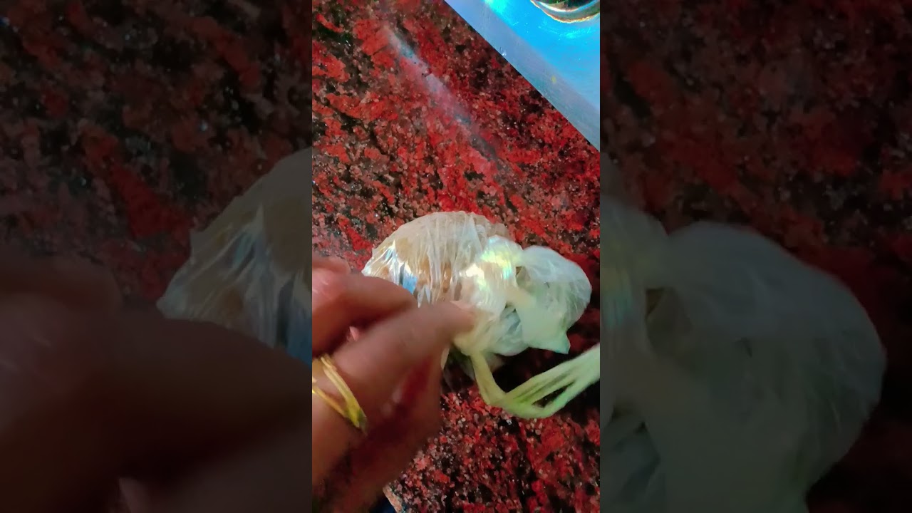 kodbel kar kar pochondo 