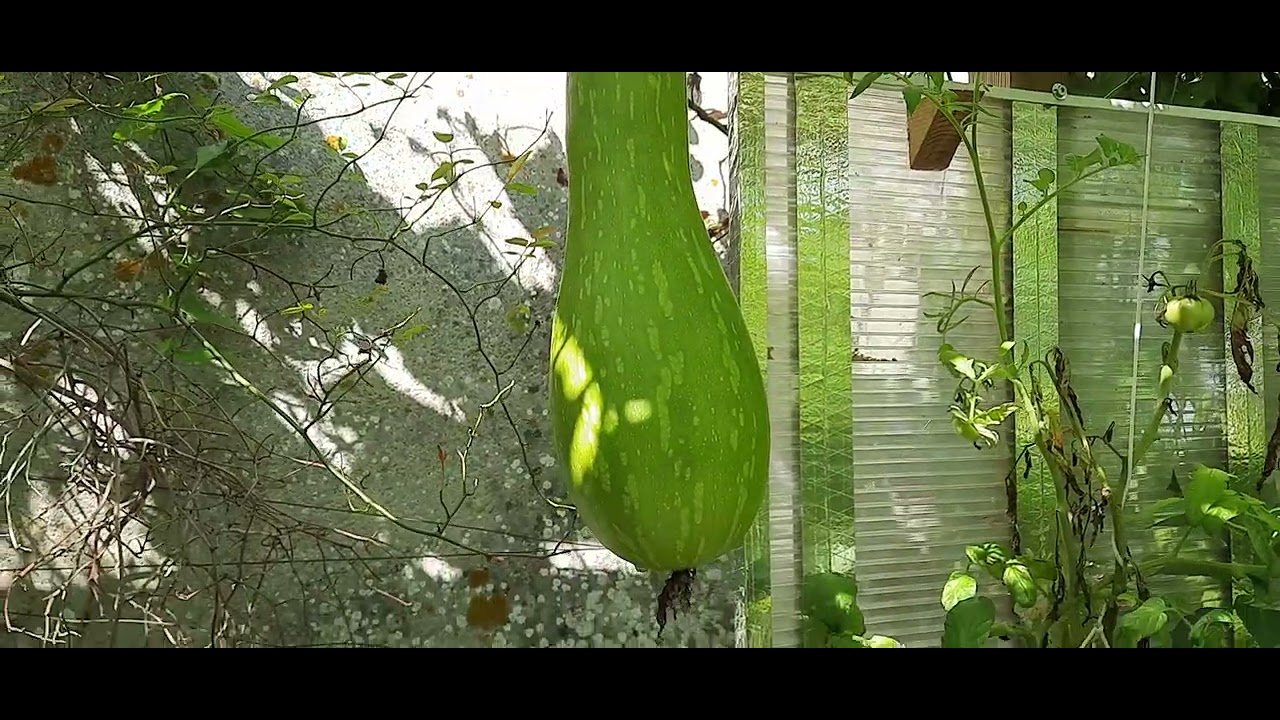 4/08/23 Aquaponie des truites et des saumons dans le jardin !