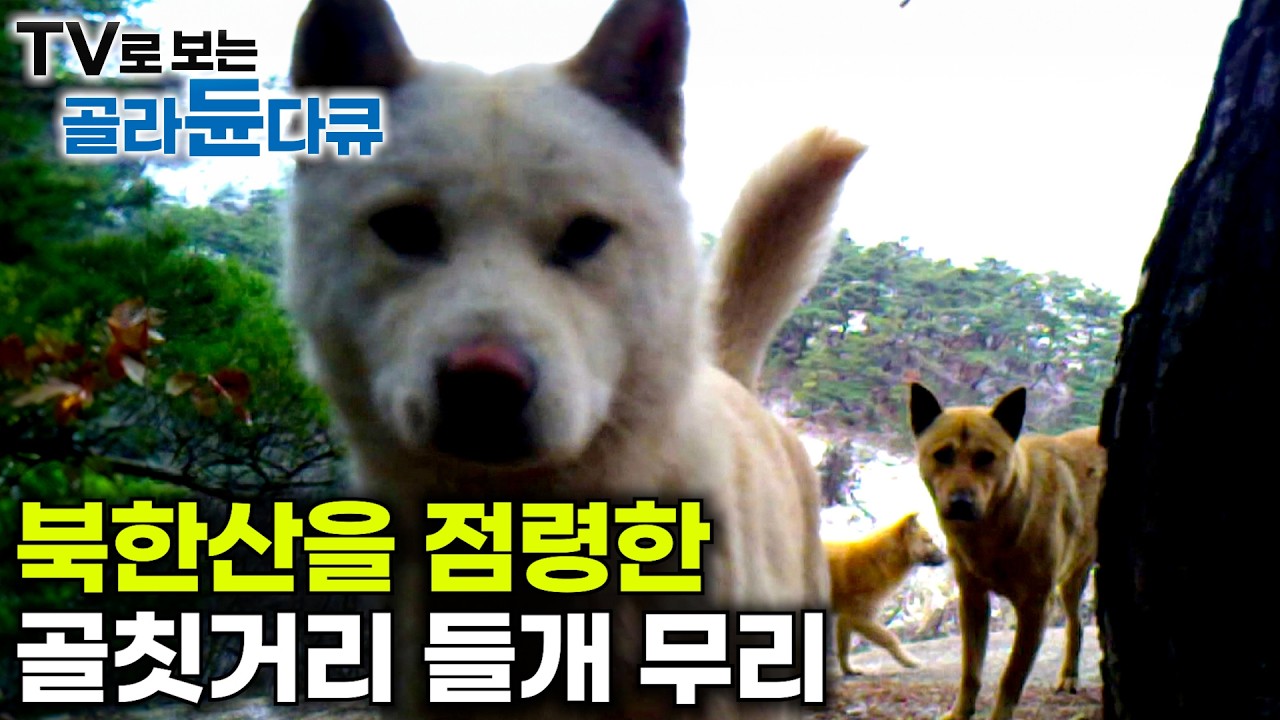 사람에게 버림받고, 이제는 사람을 위협하는 북한산 들개 떼｜등산로를 점령하고, 끊임 없이 번식해 골칫거리로 전락해 버린 북한산 들개의 현실｜하나뿐인 지구｜#골라듄다큐