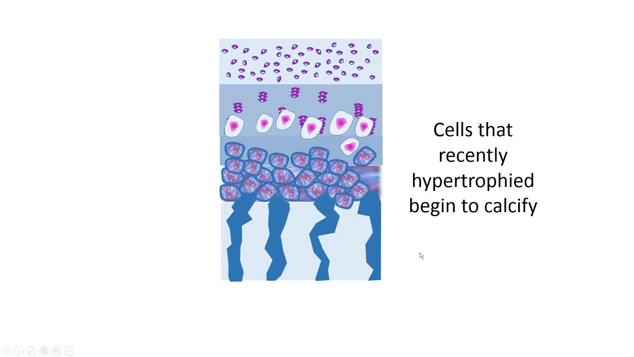 HSCI 4590 Histology--Epiphyseal growth plate