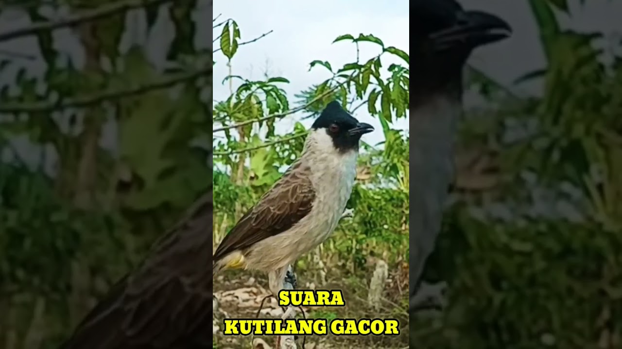 SUARA KUTILANG SUPER GACOR