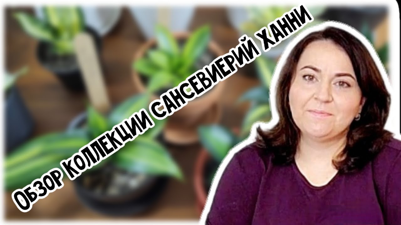 Обзор моей коллекции сансевиерий ханни