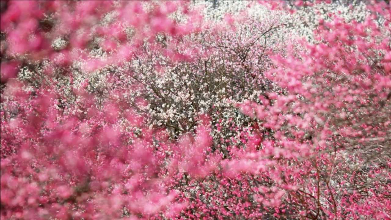 Michael Gore Theme from Terms Of Endearment 1984