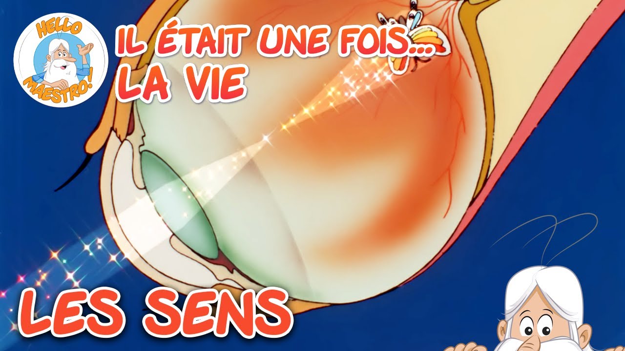 Les sens | Compilation d'épisodes | Il était une fois... la Vie