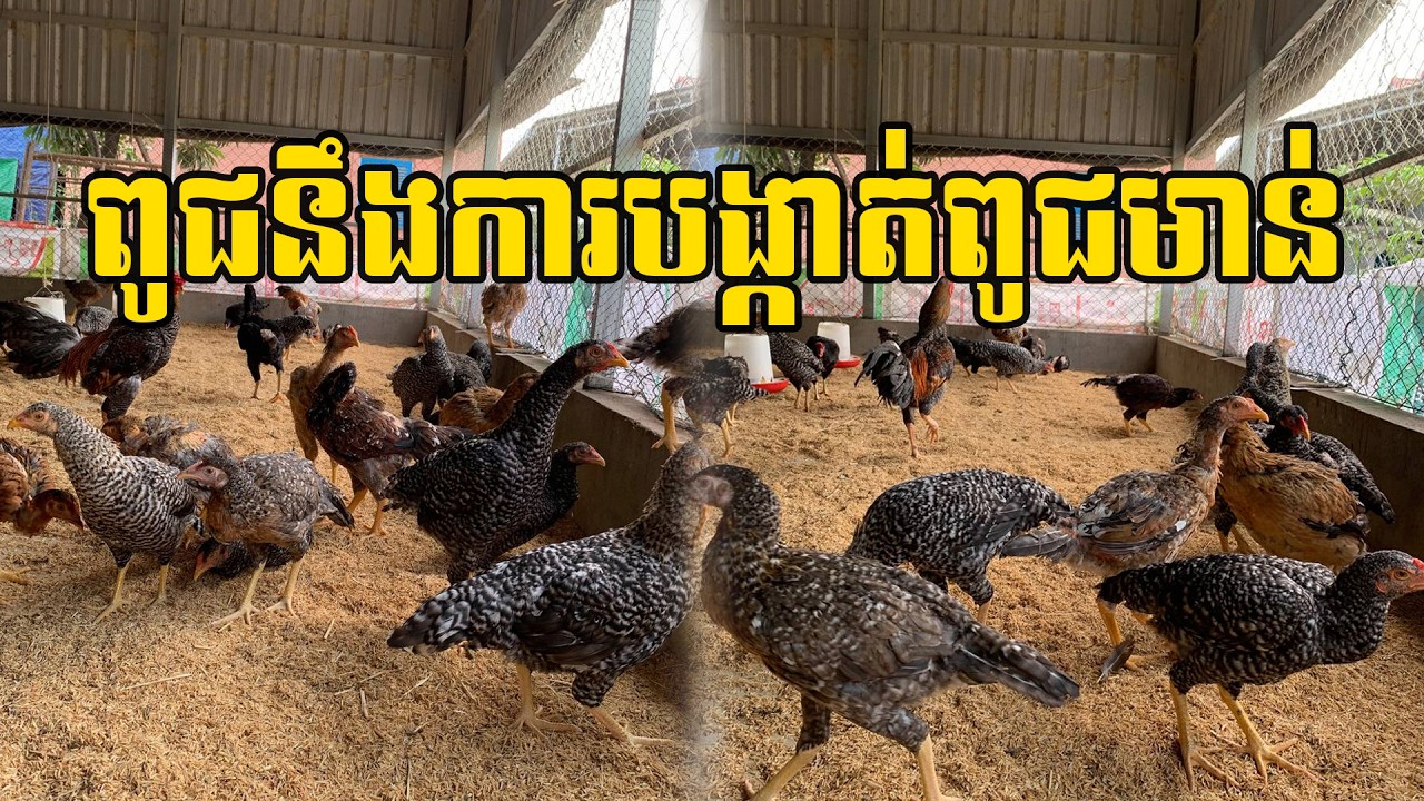 ស្គាល់ពូជមាន់ក្នុងស្រុក នឹងវិធីបង្កាត់ពូជមាន់ឲបានជោគជ័យ