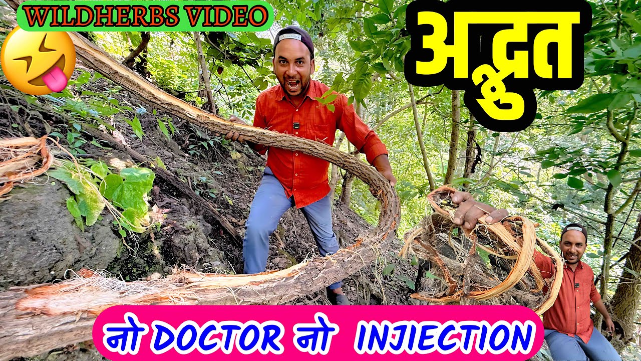 &ldquo;हजारों साल पुराना Tribal Treatment 🌿 | Junglee Bel का Ayurvedic Power जानिए!&rdquo;
