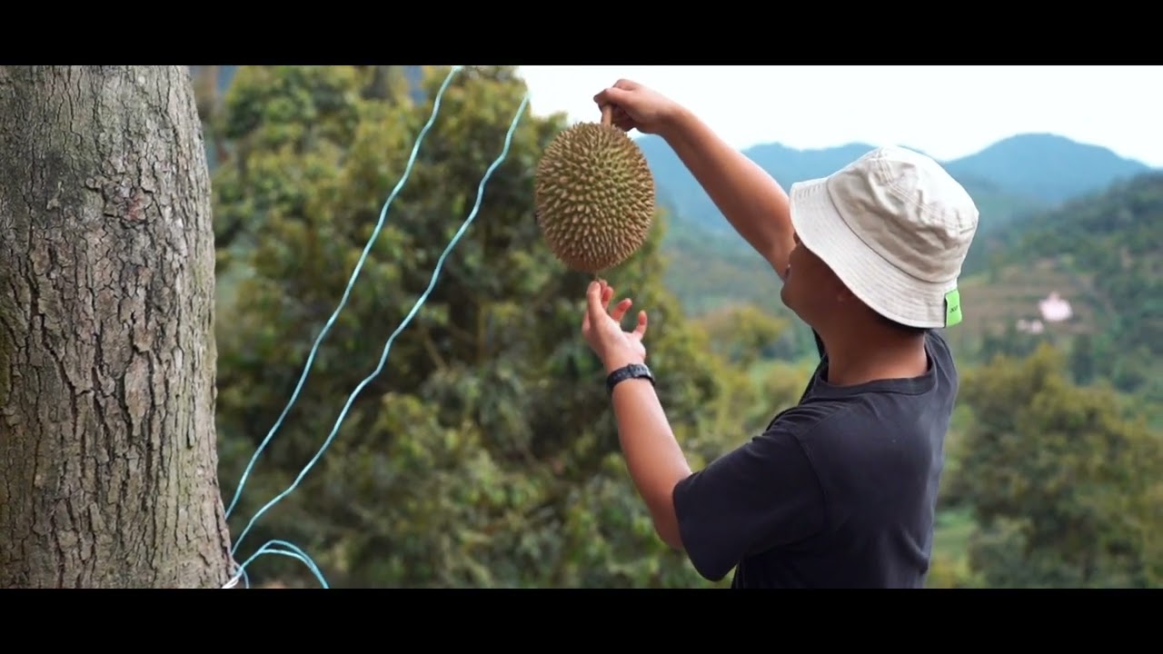 Behind Every Durian: Where Flavor Begins