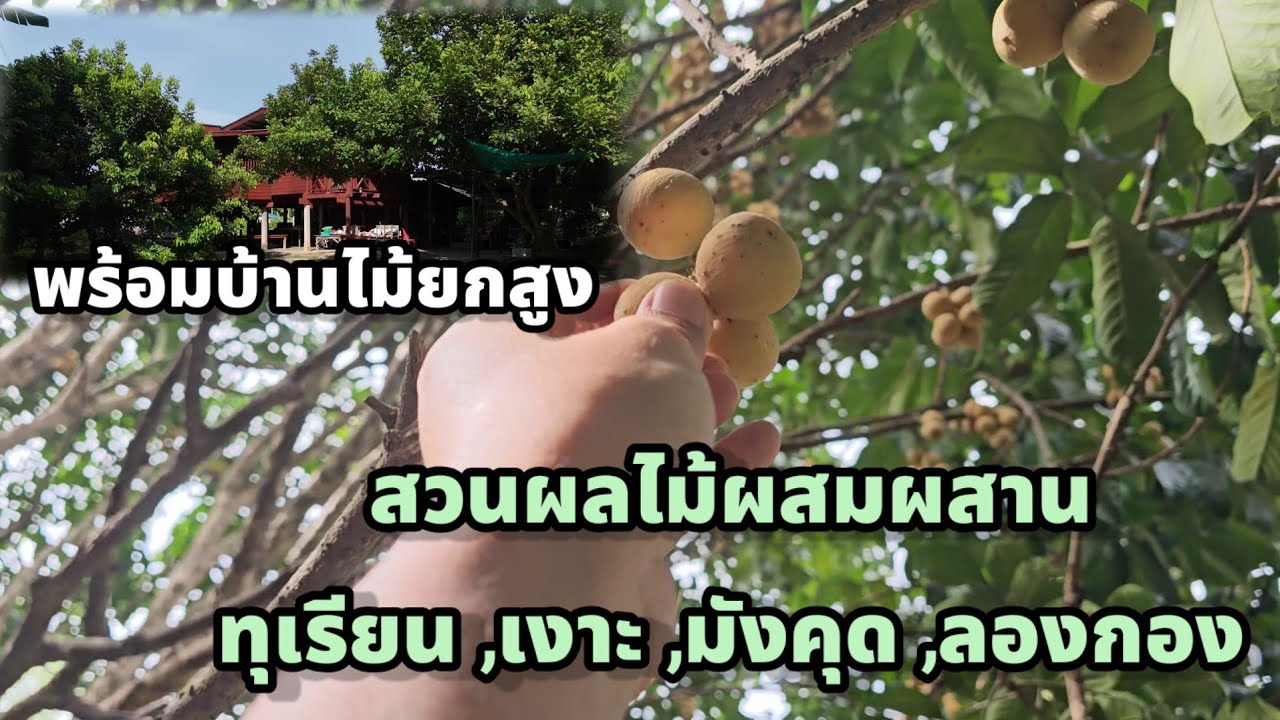 🎈ราคาลดเป็นล้าน🎈 บ้านไม้ยกสูง ในสวนผลไม้ พร้อมเก็บเกี่ยว และพื้นที่ค้าขาย ติดถนน 2 ด้าน อำเภอเมือง
