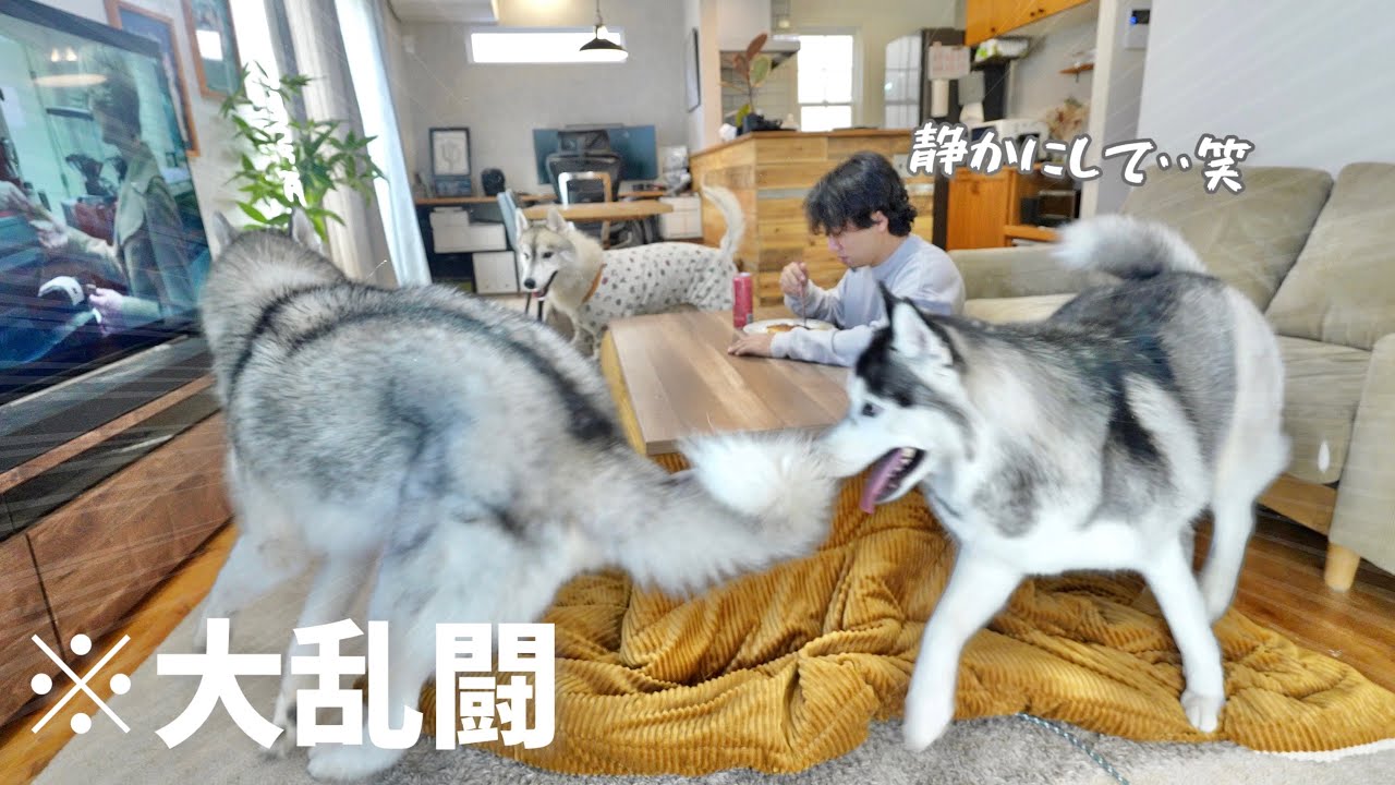 【大乱闘】ハスキー3匹とパパ1人で留守番したら想像以上に過酷だった・・笑　【シベリアンハスキー】