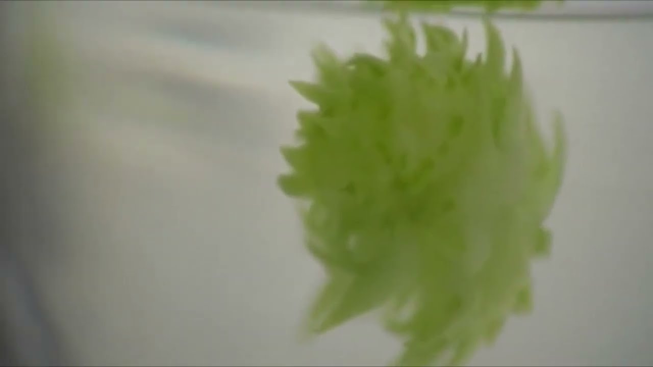 Plants Tissue Culture