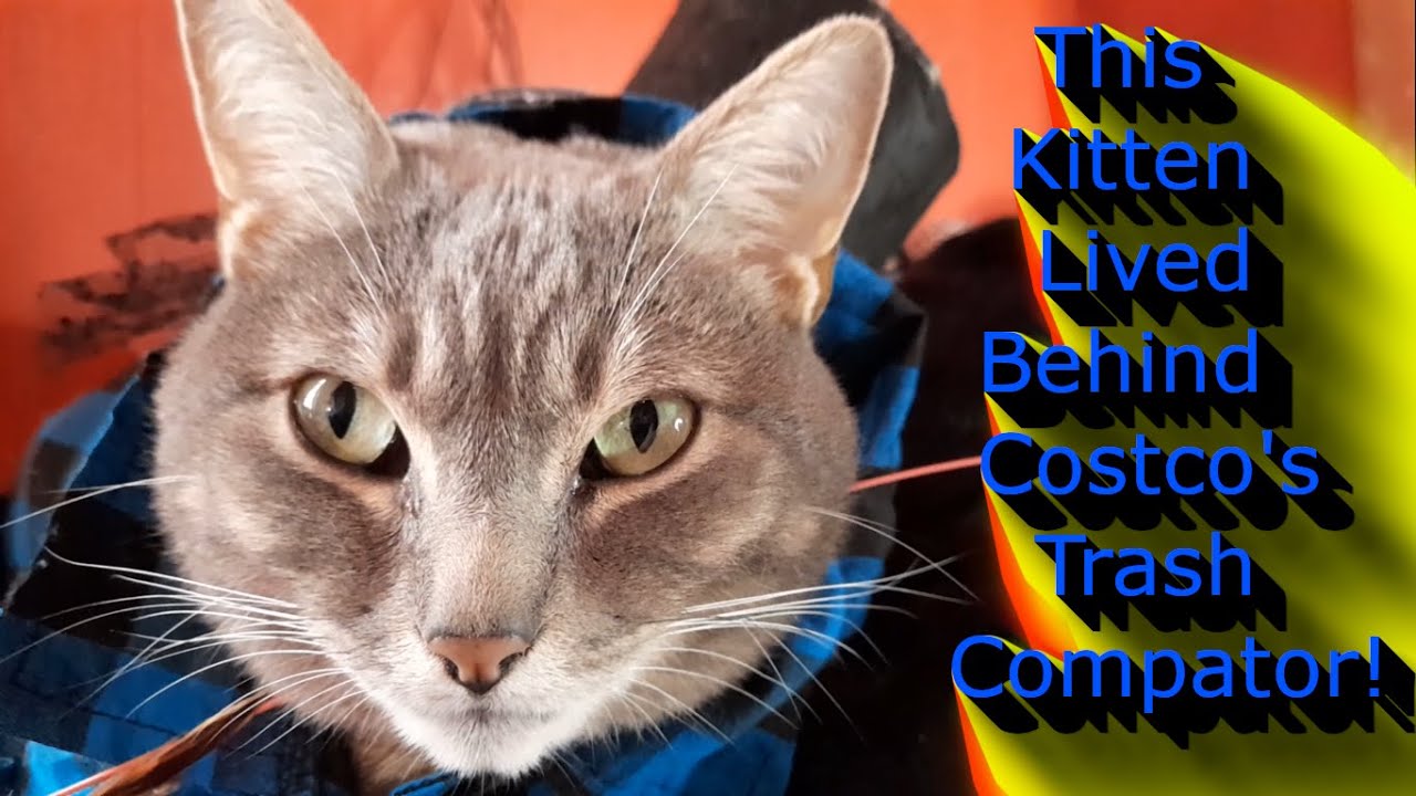 This Kitten Lived Behind Costco's Trash Compactor!