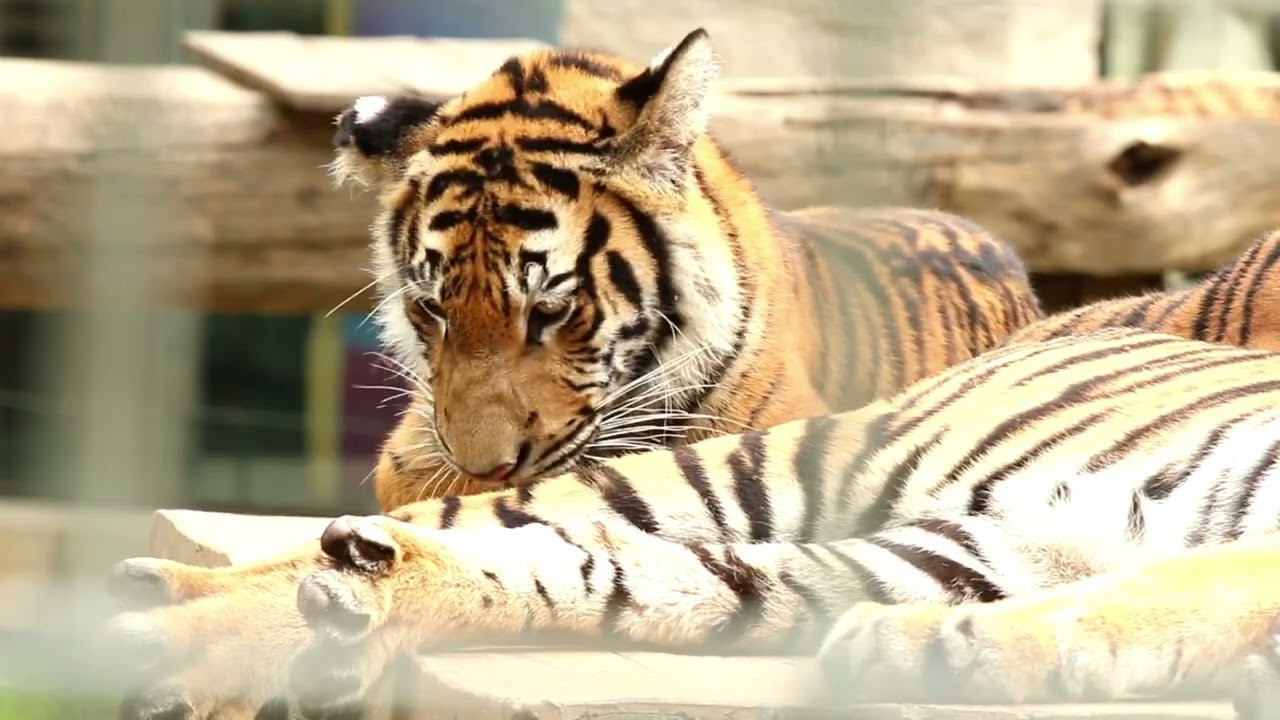 Wild Silent Tiger/Cadlma #tiger #wildlife #animals #animal #nature #relax #relaxingvideo