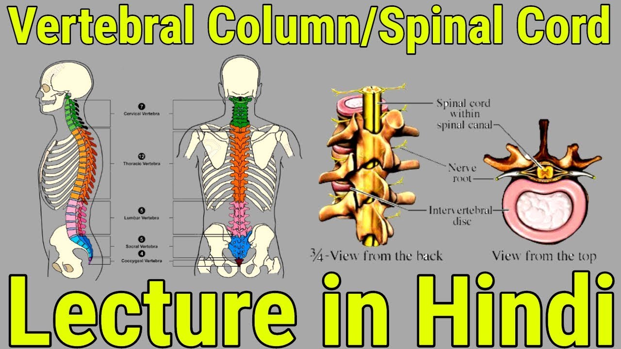 Vertebral Column and Spinal Cord: Lecture in Hindi
