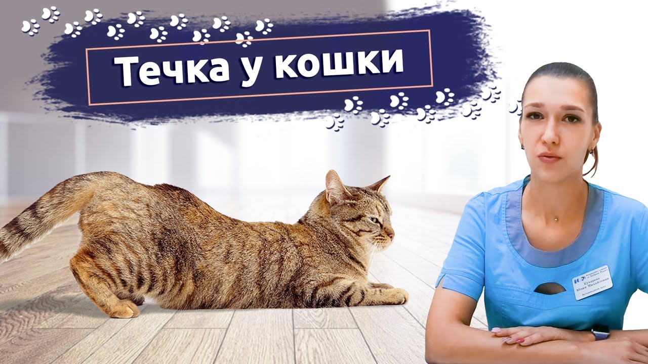Течка у кошки: Что делать? Рассказывает ветеринар