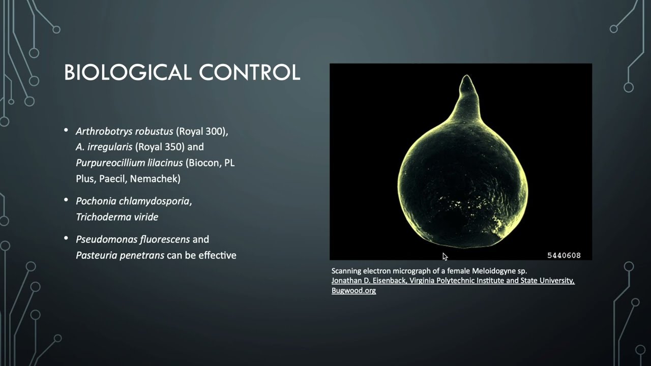 Lesson 7.11 - Root knot nematode - Meloidogyne